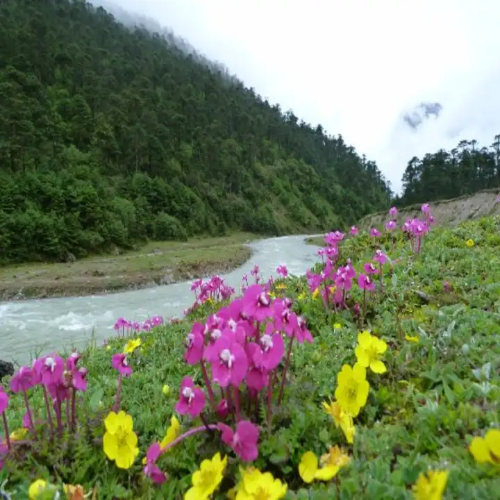 Lachung & Yumthang Valley - Valley of Flowers