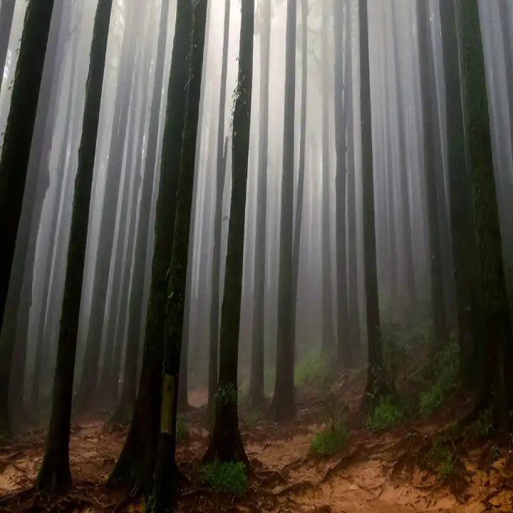 Lepchajagat - The Forest Hideout